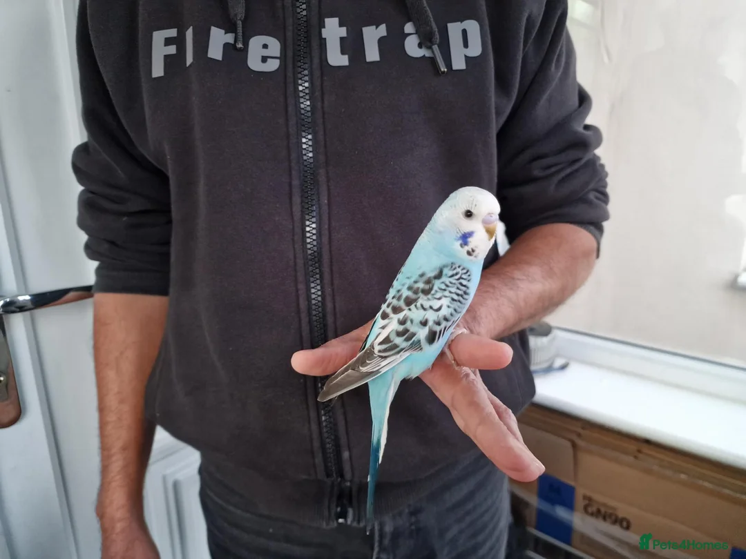 Budgerigars birds for sale: Super silly hand tamed baby budgies  - Advert 1