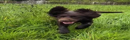 Sprocker dogs for sale: Ella is looking for a forever home  - Advert 15