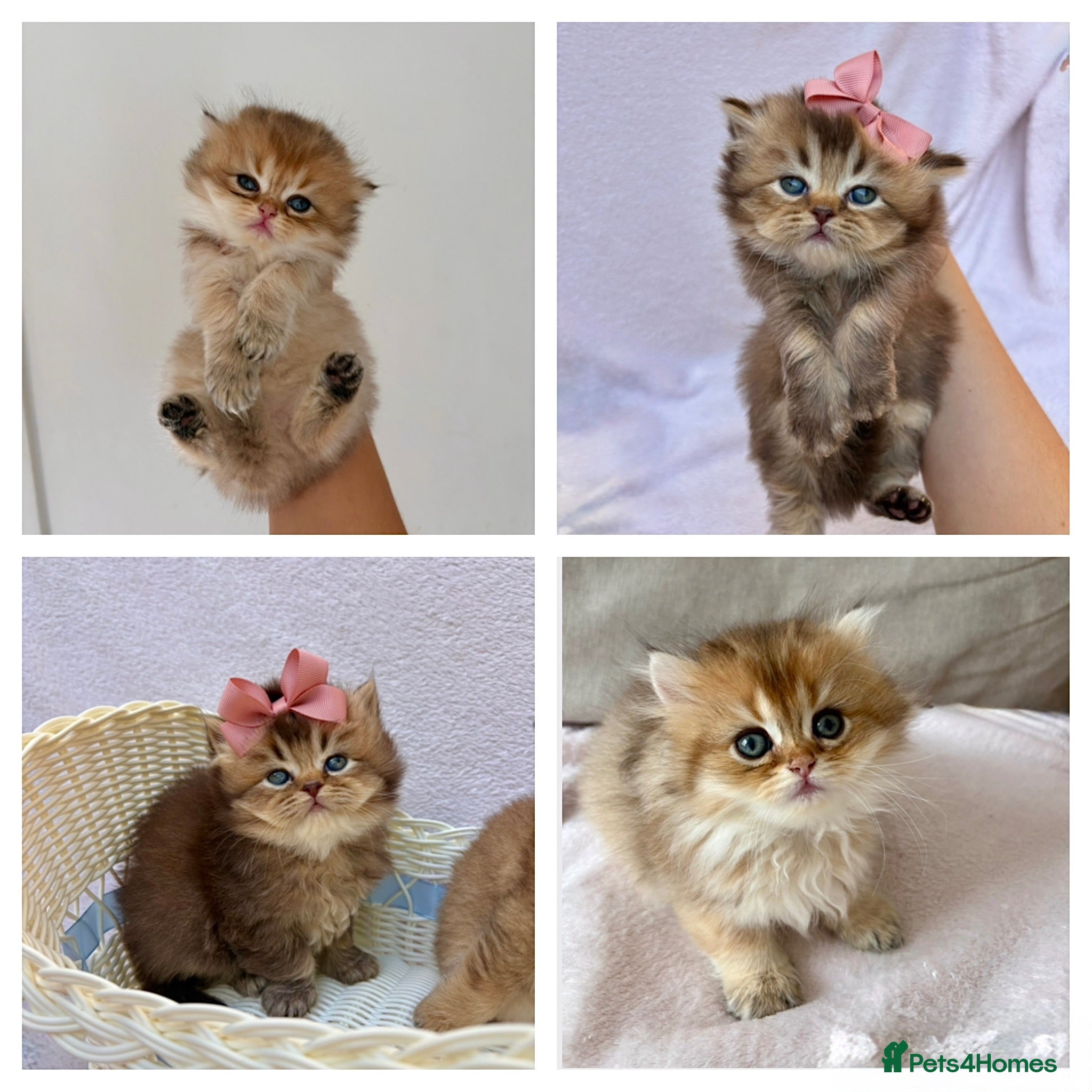 British Longhair cats Pedigree British longhair golden chocolate black - Advert 5