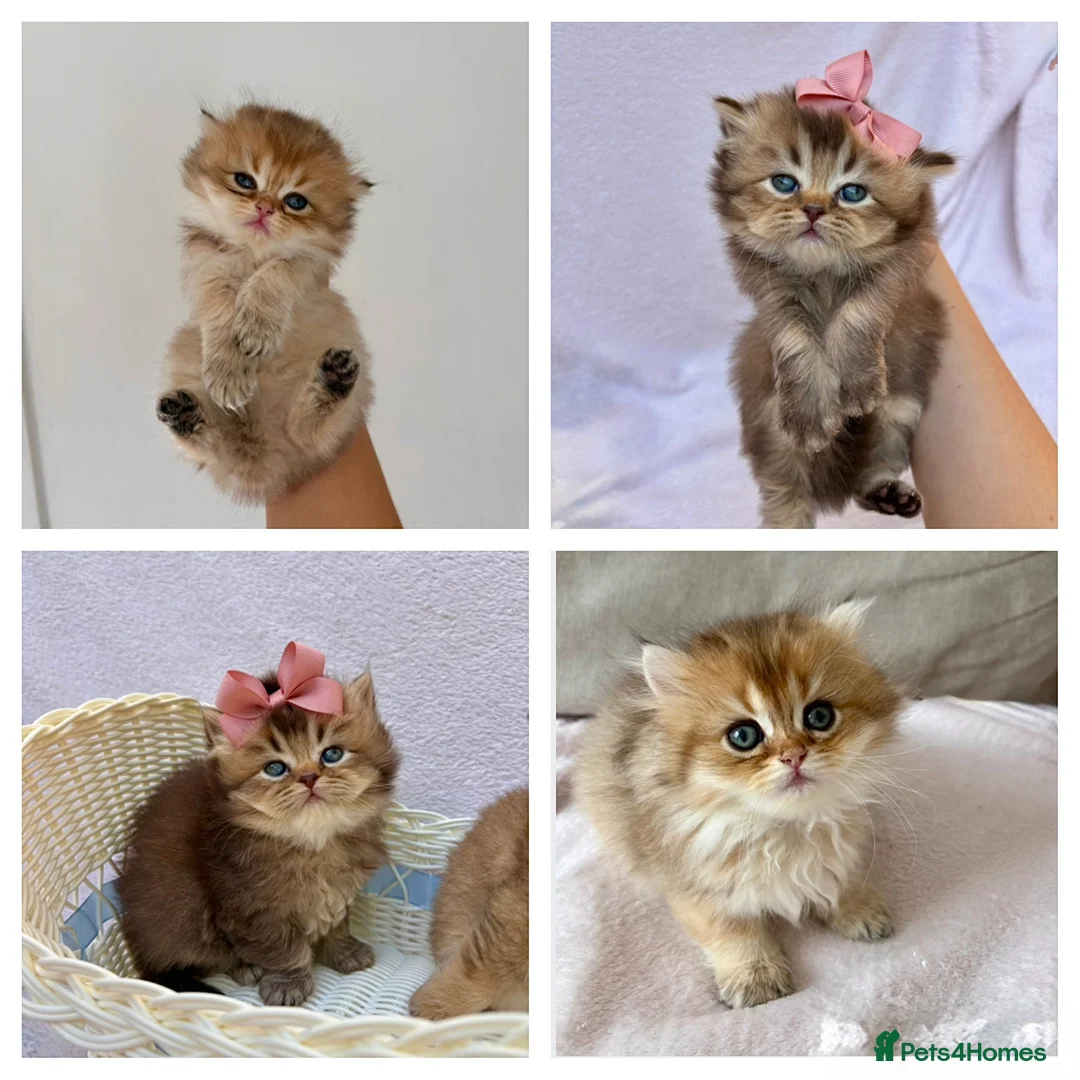 British Longhair cats for sale: Pedigree British longhair golden chocolate black - Advert 1