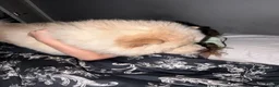 Chow Chow dogs for sale: Bella the chow chow  in Stafford - Advert 4