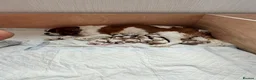 Cavalier King Charles Spaniel dogs for sale: King Charles Cavalier Puppies -  - Advert 9