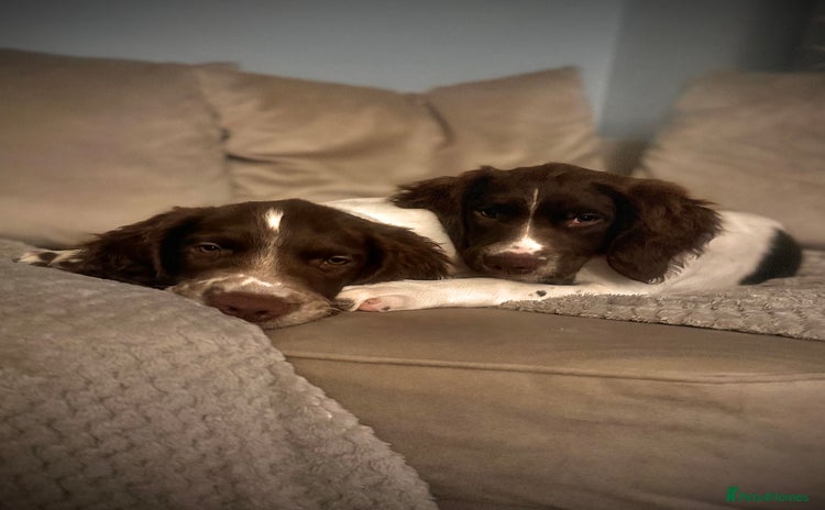 English Springer Spaniel dogs - Advert 15