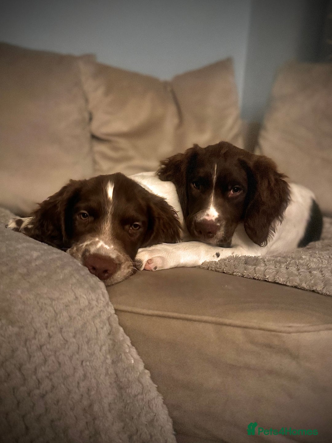 English Springer Spaniel dogs for sale: Female springer spaniel pup - Image 1