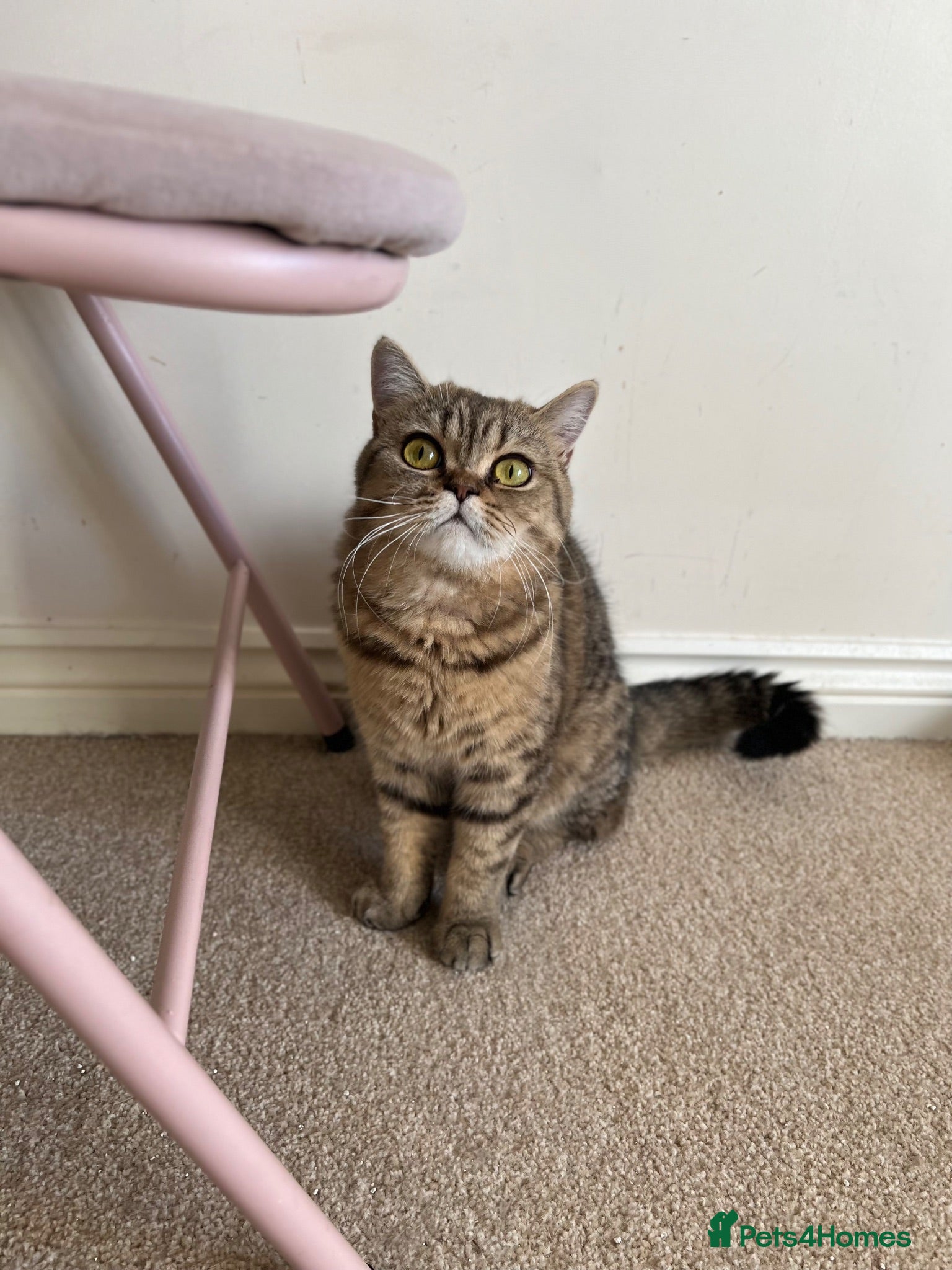 British Shorthair cats Beautiful british shorthair looking for a new home - Advert 2