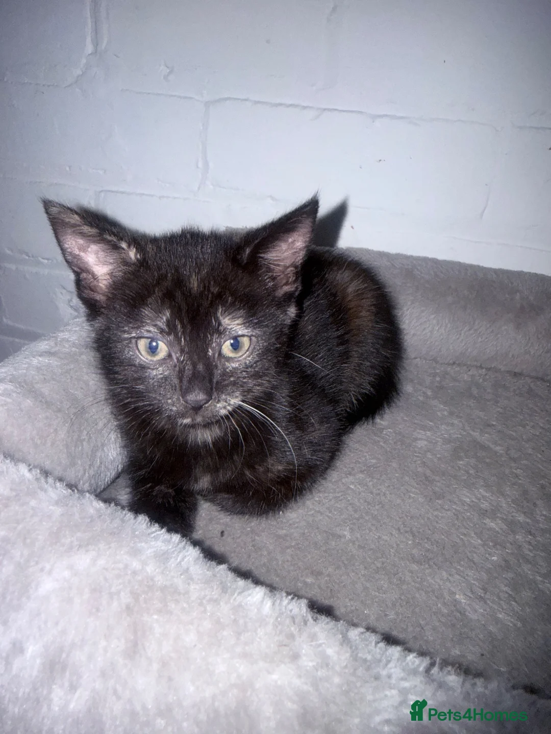Mixed Breed cats for sale: Two toritishell kittens 9weeks - Advert 2