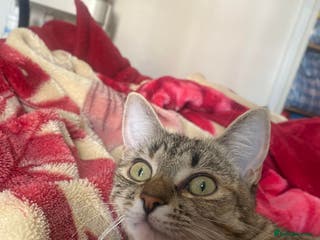 Mixed Breed cats Two Female Kittens Looking For a Forever Home - Advert 5