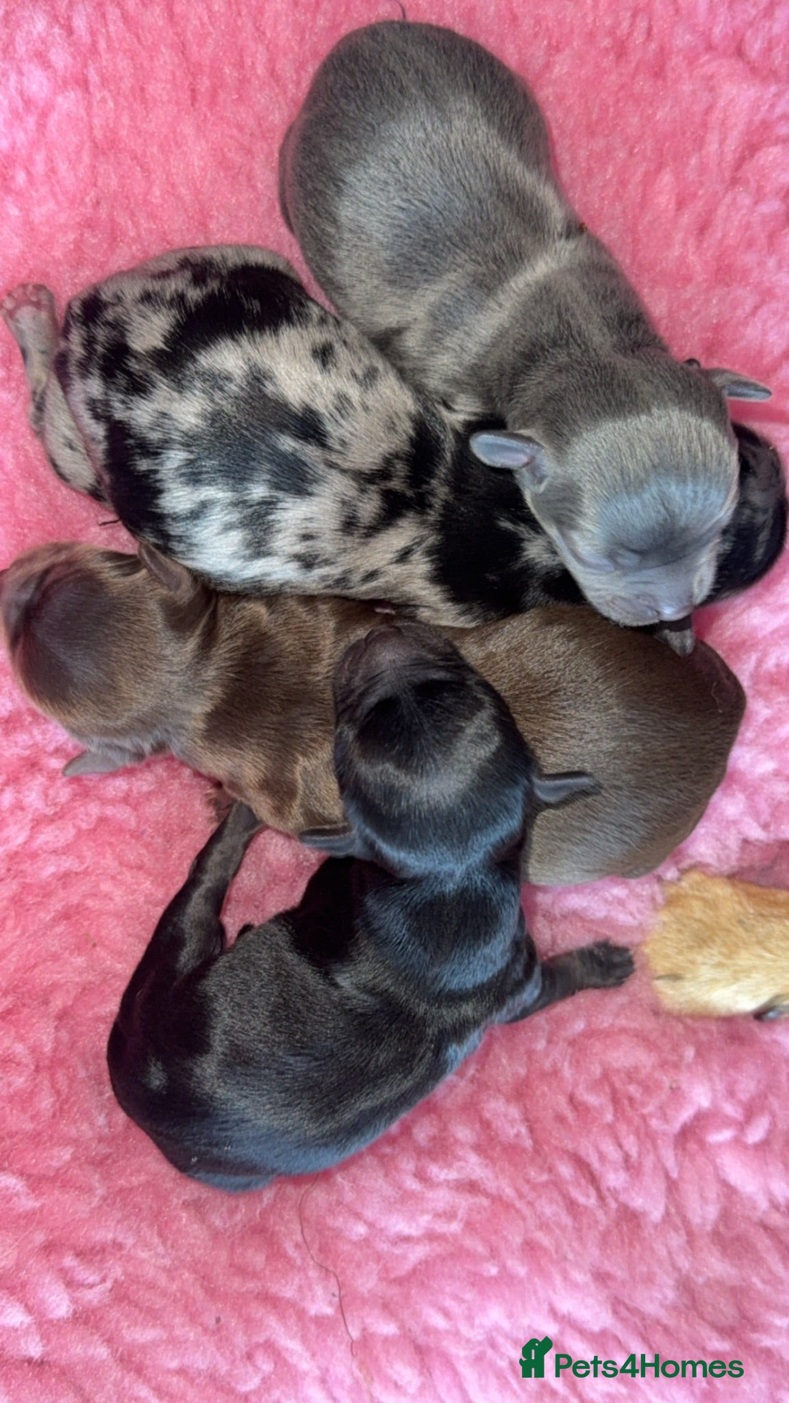 Chihuahua dogs 🖤 Exquisite litter of chihuahua puppies 🖤 - Advert 1