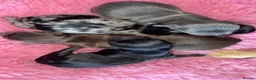 Chihuahua dogs for sale: 🖤 Exquisite litter of chihuahua puppies 🖤 - Advert 1