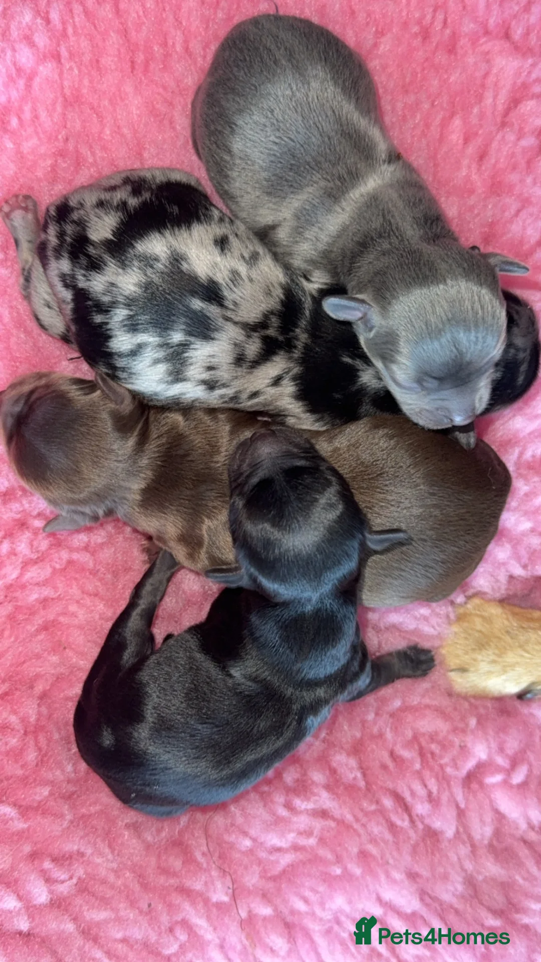 Chihuahua dogs for sale: 🖤 Exquisite litter of chihuahua puppies 🖤 - Advert 1