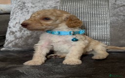 Cockapoo dogs for sale: stunning cockapoo puppies  - Image 19
