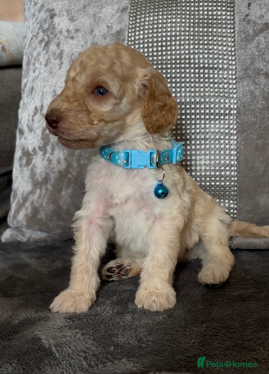 Cockapoo dogs for sale: stunning cockapoo puppies  - Image 19