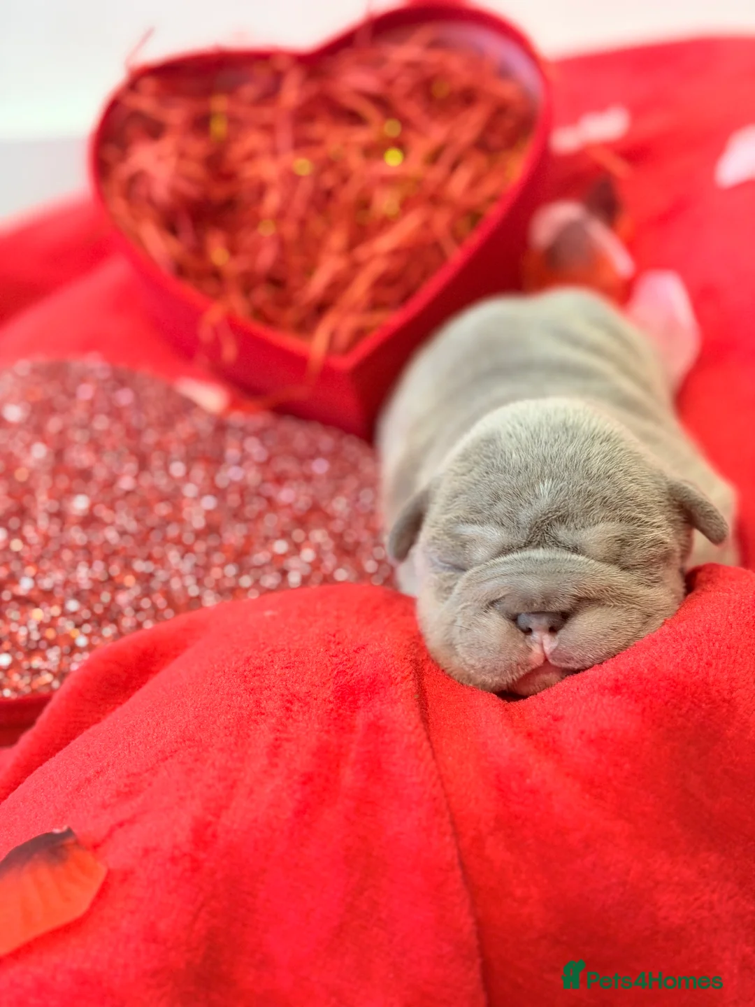 French Bulldog dogs for sale: 6 beautiful French bulldog puppies - Advert 3