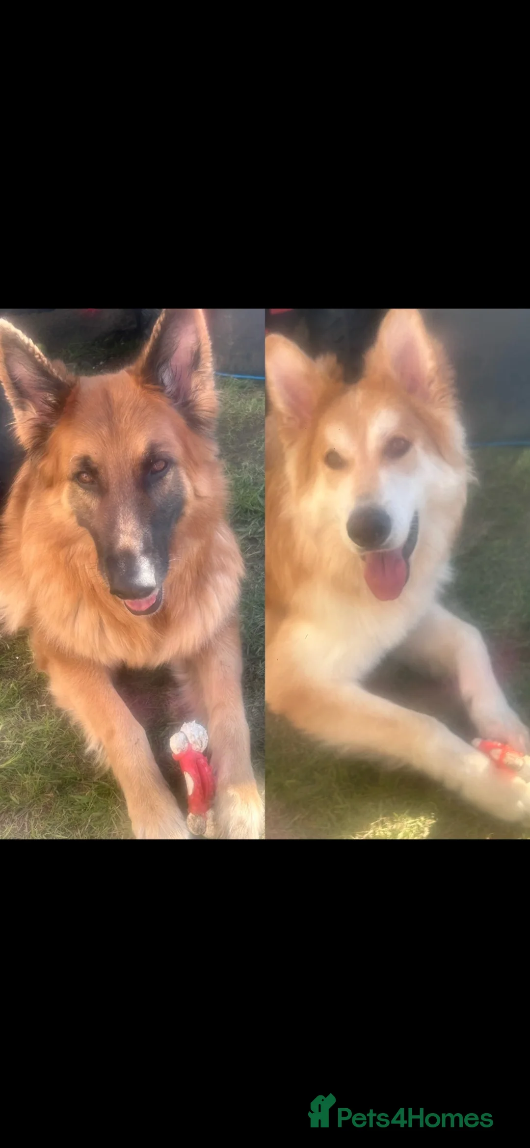German Shepherd dogs for sale: 2 German shepherd puppy’s for sale. in Glasgow - Advert 11