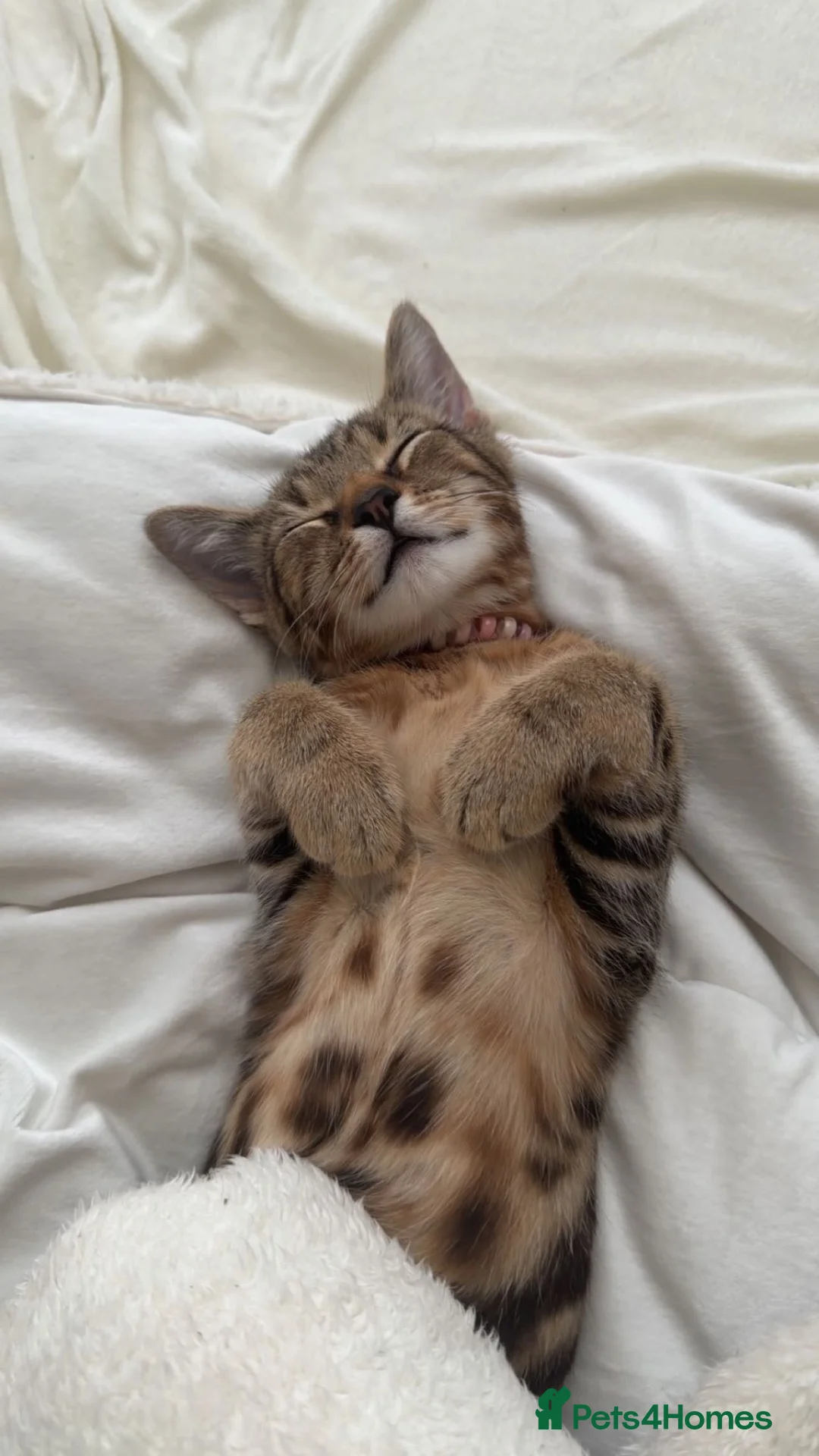 Mixed Breed cats for sale: Male cat  in Heywood - Advert 1