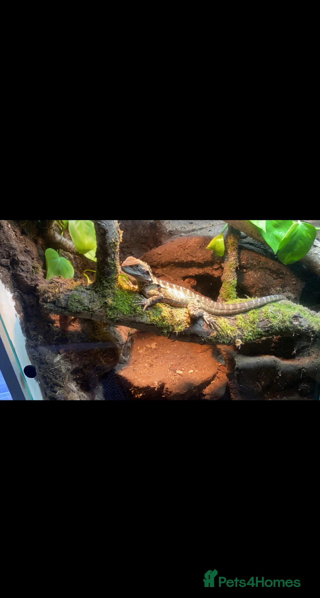 Lizard reptiles for sale: Australian water dragon  - Advert 1
