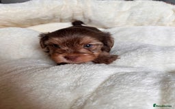 Yorkshire Terrier dogs for sale: DNA tested parents - Yorkie puppies  - Image 30