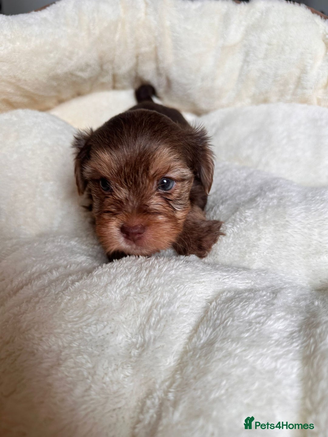 Yorkshire Terrier dogs for sale: DNA tested parents - Yorkie puppies  - Image 30