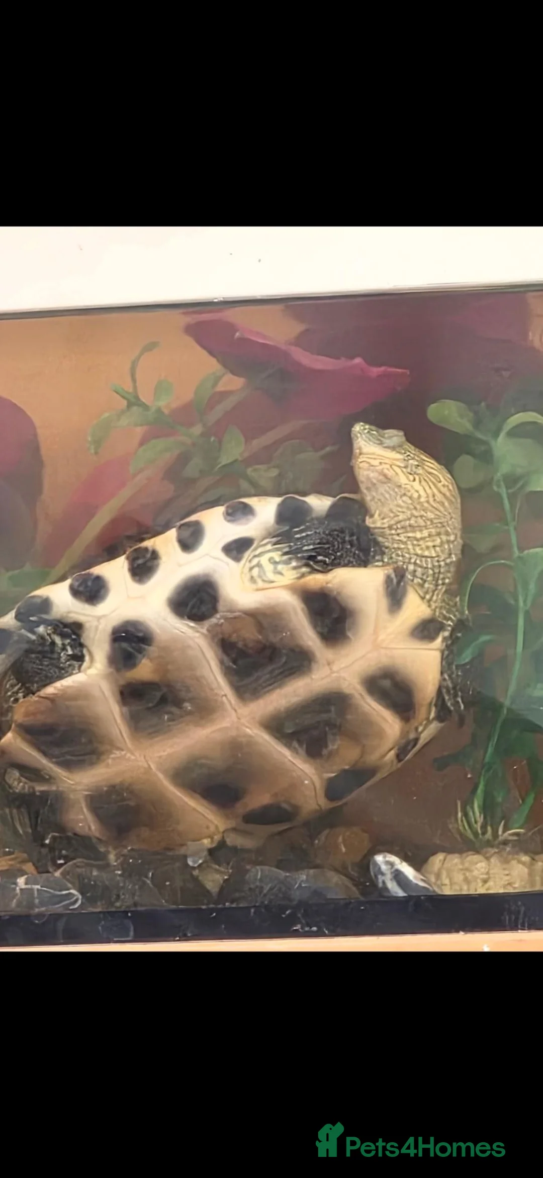 Turtle reptiles for sale: Chinese stripped necked turtle  in Birmingham - Advert 2