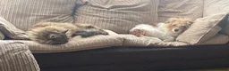 Mixed Breed dogs for sale: Jack Russell mixed  in Harrow - Advert 4