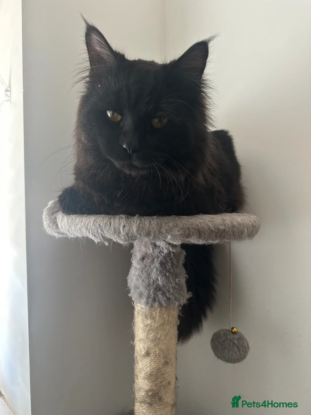 Persian cats for sale: Cat for sale urgent - Advert 2