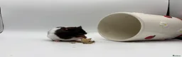 Hamster rodents for sale: Pedigree Syrian hamster pups  - Advert 13