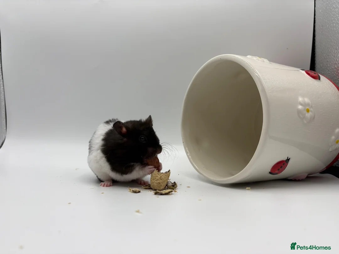 Hamster rodents for sale: Pedigree Syrian hamster pups  - Advert 4