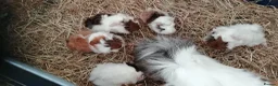 Guinea Pig rodents for sale: 5Baby Half-Peruvian Guinea Pigs Need Loving Homes  - Advert 1