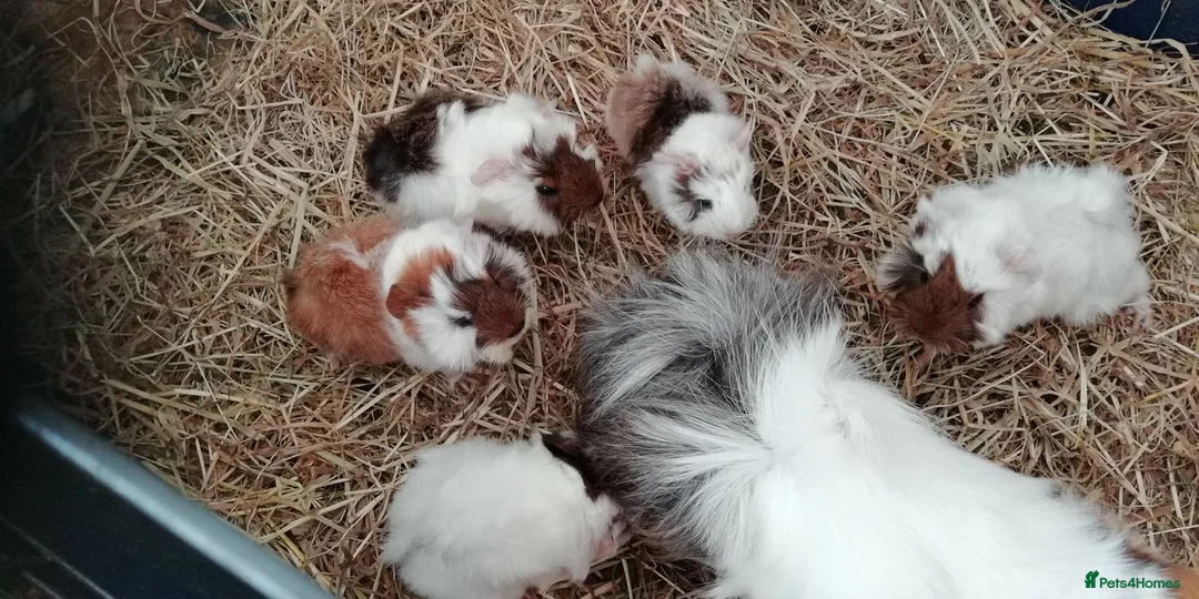 Guinea Pig rodents for sale: 5Baby Half-Peruvian Guinea Pigs Need Loving Homes  - Advert 1