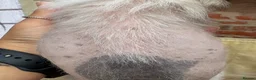 Chinese Crested dogs for sale: Hairless Chinese Cresteds  - Advert 15