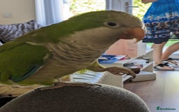 Parrots birds for sale: Pepsi - Quaker parrot - Image 4