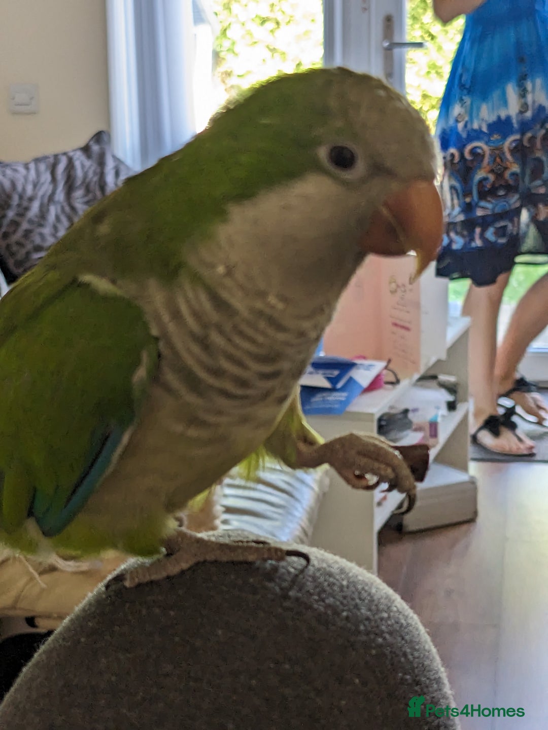 Parrots birds for sale: Pepsi - Quaker parrot - Image 4