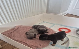 French Bulldog dogs for sale: French bulldog  puppies - Image 16