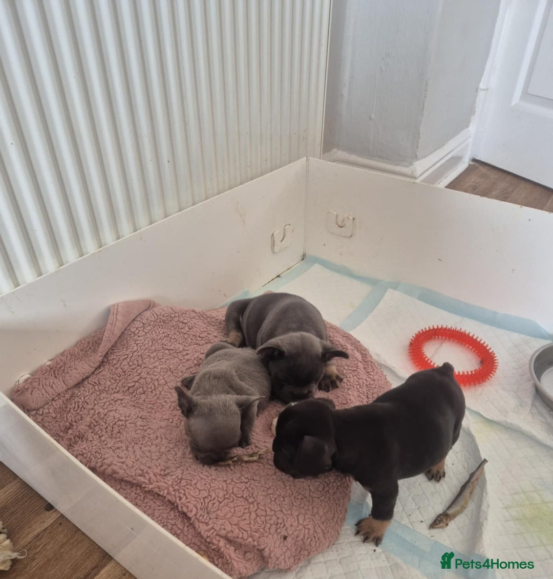 French Bulldog dogs for sale: French bulldog  puppies - Image 16