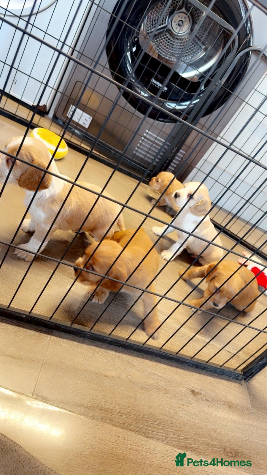 Cocker Spaniel dogs Cocker spaniel pups - Advert 1