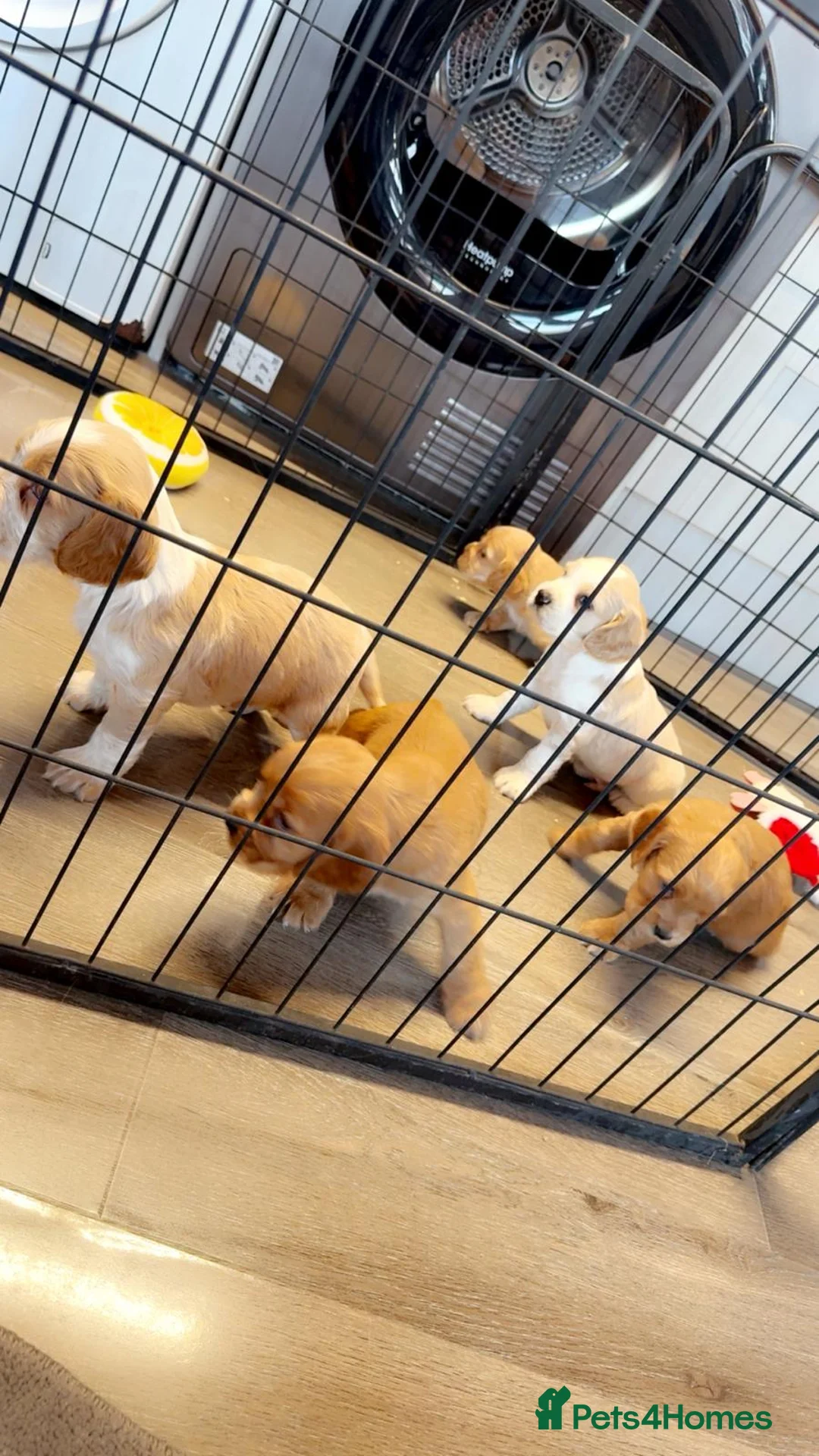 Cocker Spaniel dogs for sale: Cocker spaniel pups - Advert 1