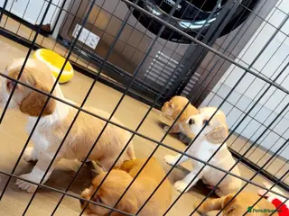 Cocker Spaniel dogs Cocker spaniel pups - Advert 3