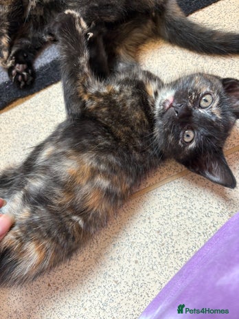 Mixed Breed cats - Advert 1