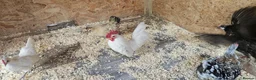 Chickens poultry for sale: 🐓 Serama Bantam Chickens & Roosters 🐓 - Advert 5