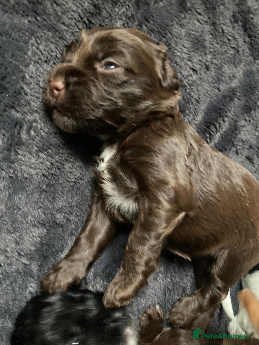 Cockapoo dogs for sale: Beautiful cockapoos F2b - Advert 4