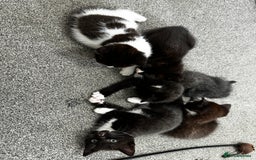 British Shorthair cats for sale: British short hair cross  - Image 5