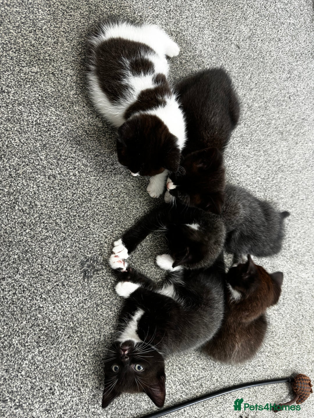 British Shorthair cats for sale: British short hair cross  - Image 5