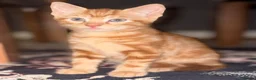 Mixed Breed cats for sale: Ginger Kittens Very Cute - Advert 6