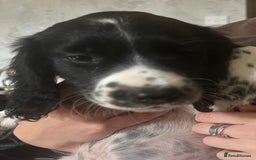 Sprocker dogs for sale: Sprocker Puppies  - Image 10