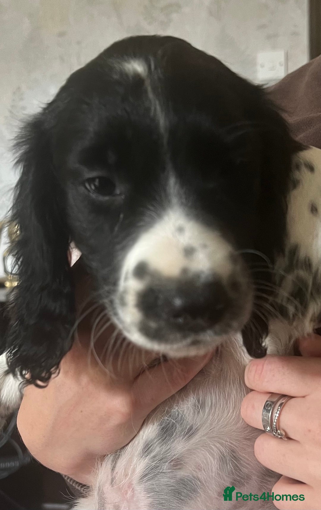 Sprocker dogs for sale: Sprocker Puppies  - Image 10