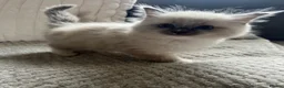 Ragdoll cats for sale: TICA REGISTERED RAGDOLL KITTENS  - Advert 30
