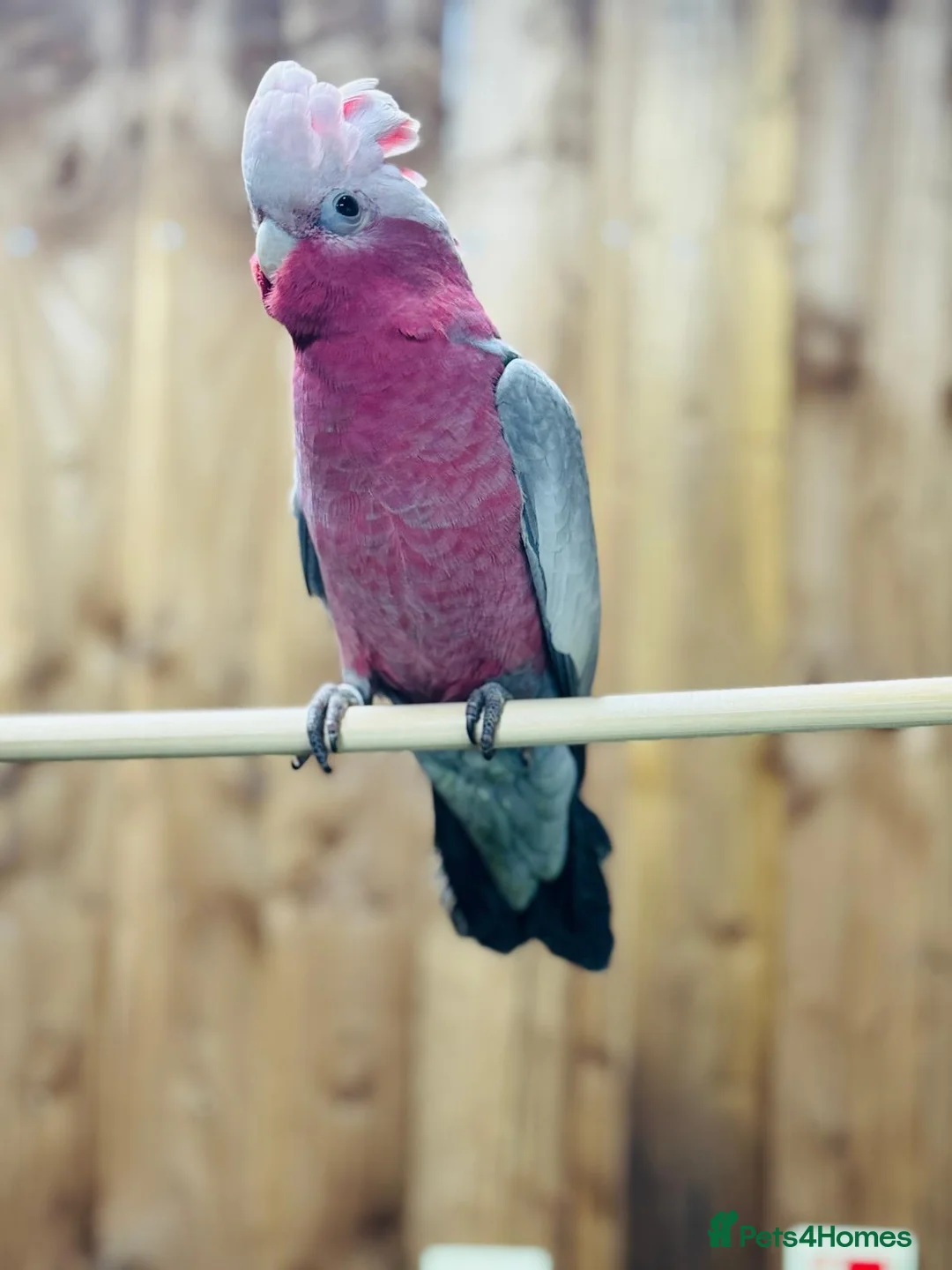 Cockatoo birds for sale: Galah cockatoo  - Advert 4