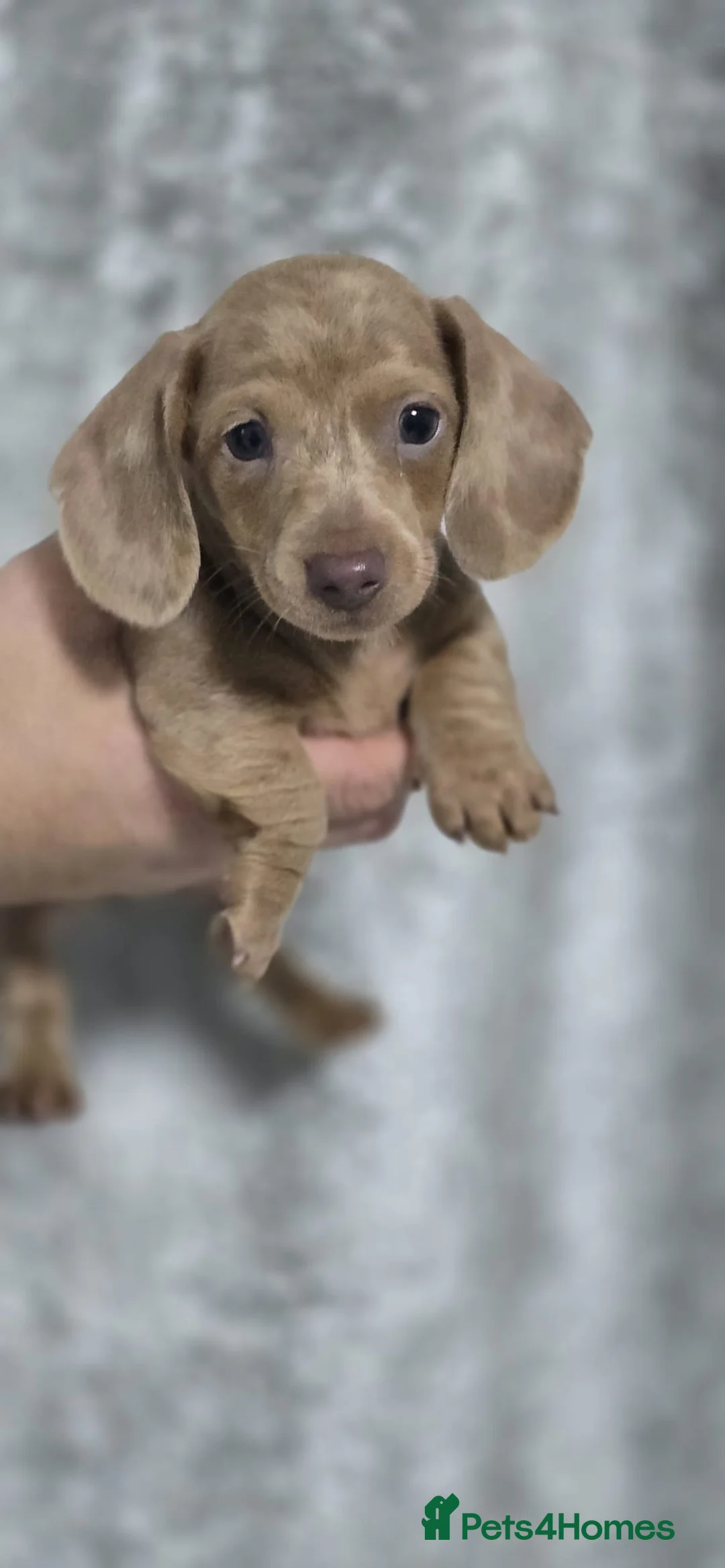 Dachshund dogs for sale: Beautiful miniature Dachshund puppies - Advert 10
