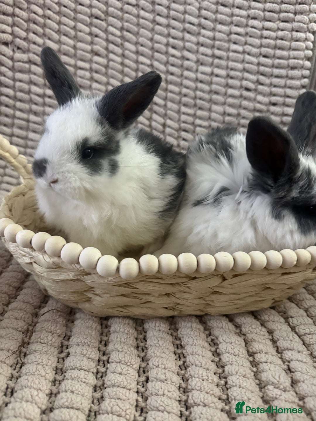 Mini Lop rabbits for sale: ✨ Beautiful Lop x Angora Baby Bunnies  ✨  - Advert 3