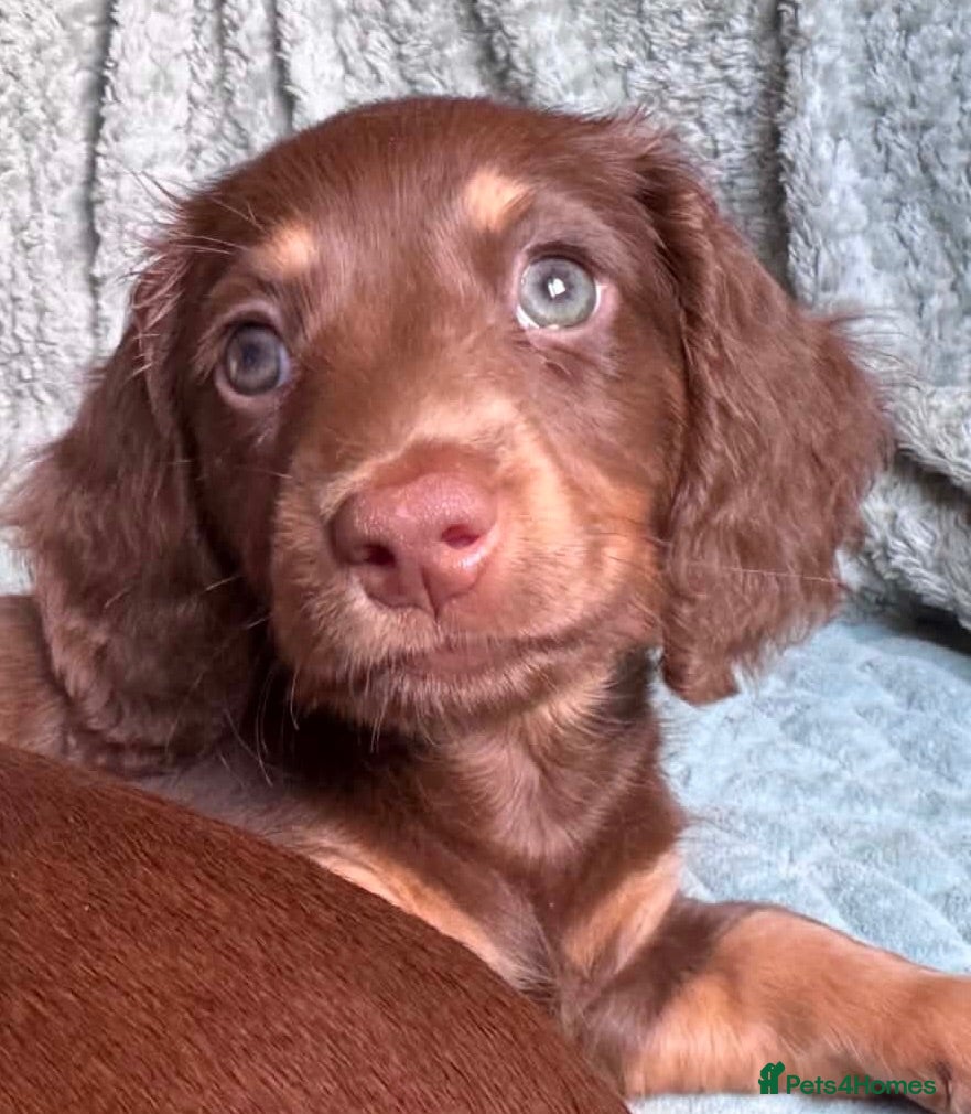Miniature Dachshund dogs Four Beautiful Miniature Dachshund Puppies - Advert 7